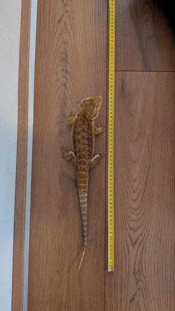 Prachtige Baardagaam (Man, 6 Maanden) Zoekt Nieuw Thuis! beschikbaar voor biedingen