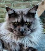 XXL Maine Coon Rus DEKKATER BlackSmoke GetestVriendelijkReus, 3 tot 5 jaar