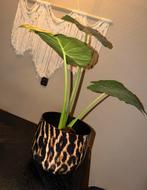 Viral tijgerprint bloempot, Ophalen of Verzenden