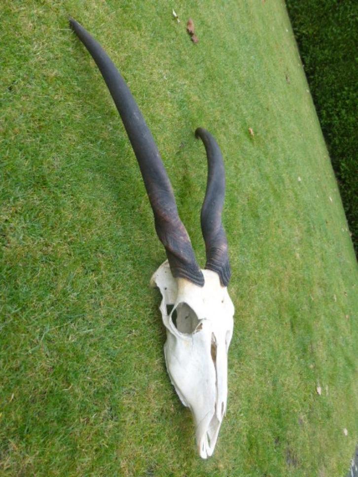 Hoorns + schedel Elandantilope Taxidermie, Verzamelen, Dierenverzamelingen, Zo goed als nieuw, Gewei of Kop, Wild dier, Ophalen of Verzenden