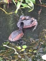 Geoorde futen onverwant broed  2025, Dieren en Toebehoren, Vogels | Duiven, Meerdere dieren, Overige soorten