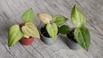 Anthurium zaailingen Crystallinum x (AOS x AOS), Ophalen of Verzenden, Halfschaduw, Minder dan 100 cm