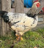 Brahma Haan, Dieren en Toebehoren, Pluimvee, Mannelijk, Kip
