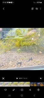 Mud guppies te koop, verzenden mogelijk!, Dieren en Toebehoren, Vissen | Aquariumvissen, Vis, Zoetwatervis, Schoolvis