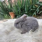 kleurdwerg, Dieren en Toebehoren, Konijnen, Mannelijk, Dwerg, 0 tot 2 jaar