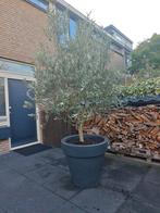 Super groot olijfboom in ELHO pot, Tuin en Terras, Volle zon, Ophalen of Verzenden, 100 tot 250 cm, Olijfboom