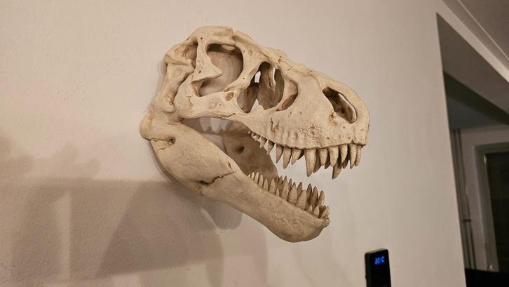 Schitterende T-Rex Schedel! Muur Decoratie! NIEUW!, Verzamelen, Dierenverzamelingen, Nieuw, Schedel, Reptiel of Amfibie, Ophalen of Verzenden