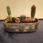 Leuk cactus bootje tekoop, Ophalen, Cactus, Volle zon