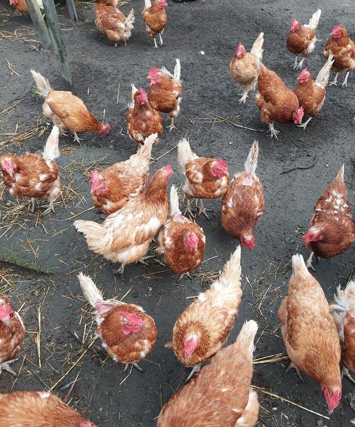 Oude leghennen., Dieren en Toebehoren, Pluimvee, Kip, Vrouwelijk