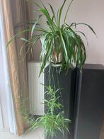 Stekje Chlorophytum, graslelie kamerplant met luchtwortels, Ophalen