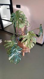 Monstera Thai Constellation - Zeldzame kamerplant!, Ophalen
