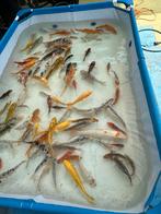 Koi, Dieren en Toebehoren, Vissen | Vijvervissen, Karper of Koi
