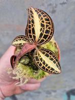 Jewel orchid Anoectochilus Albolineatus Variegata p7, Huis en Inrichting, Kamerplanten, Ophalen of Verzenden, Overige soorten