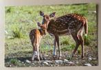 Hertjes ree hert, Ophalen of Verzenden, 1980 tot heden, Ongelopen, Wild dier