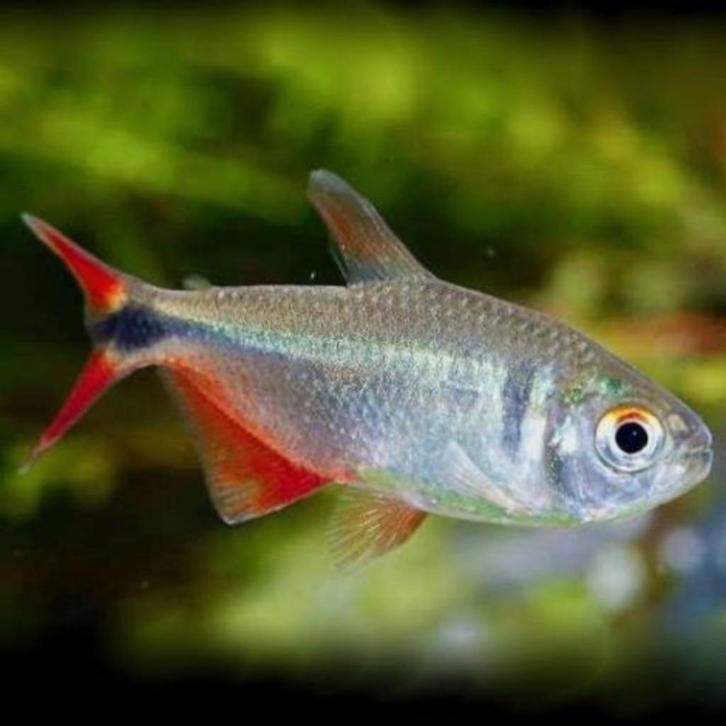 ruitenvlek zalm 3.40 per stuk, Dieren en Toebehoren, Vissen | Aquariumvissen, Zoetwatervis, Vis, Schoolvis