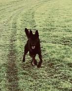 Zwarte Duitse/Mechelse Herder - 7 Jaar, 6 jaar of ouder, Eén hond, Nederland, Particulier