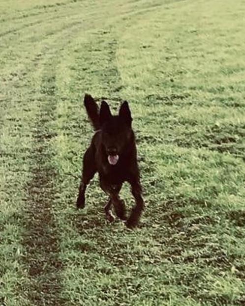 Zwarte Duitse/Mechelse Herder - 7 Jaar, Dieren en Toebehoren, Honden | Beagles, Bassets en Lopende honden, Reu, Overige rassen