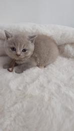 Britse korthaar kittens met stamboom en garantie!, Dieren en Toebehoren, Katten en Kittens | Raskatten | Korthaar, Meerdere dieren