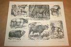 Antieke prent - Steenbok, Kaapse buffel, Mouflon etc !!, Verzamelen, Ophalen of Verzenden, Voor 1940, Gebruikt, Overige onderwerpen