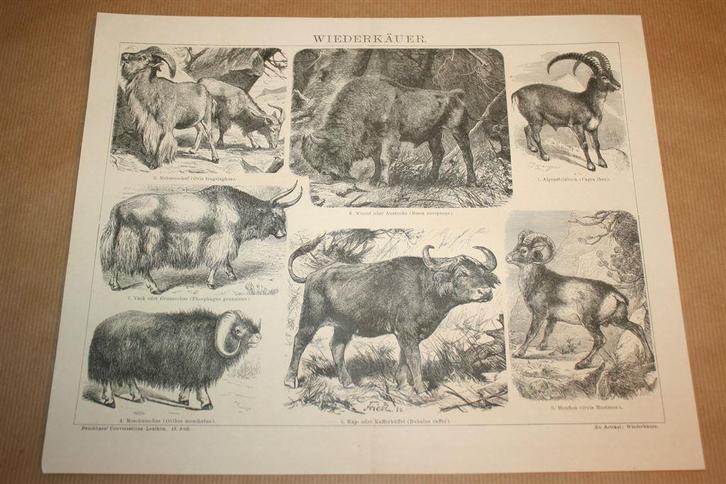 Antieke prent - Steenbok, Kaapse buffel, Mouflon etc !!, Verzamelen, Foto's en Prenten, Gebruikt, Overige onderwerpen, Voor 1940