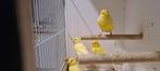 Gele kanaries  gereserveerd, Dieren en Toebehoren, Vogels | Kanaries, Meerdere dieren, Kleurkanarie