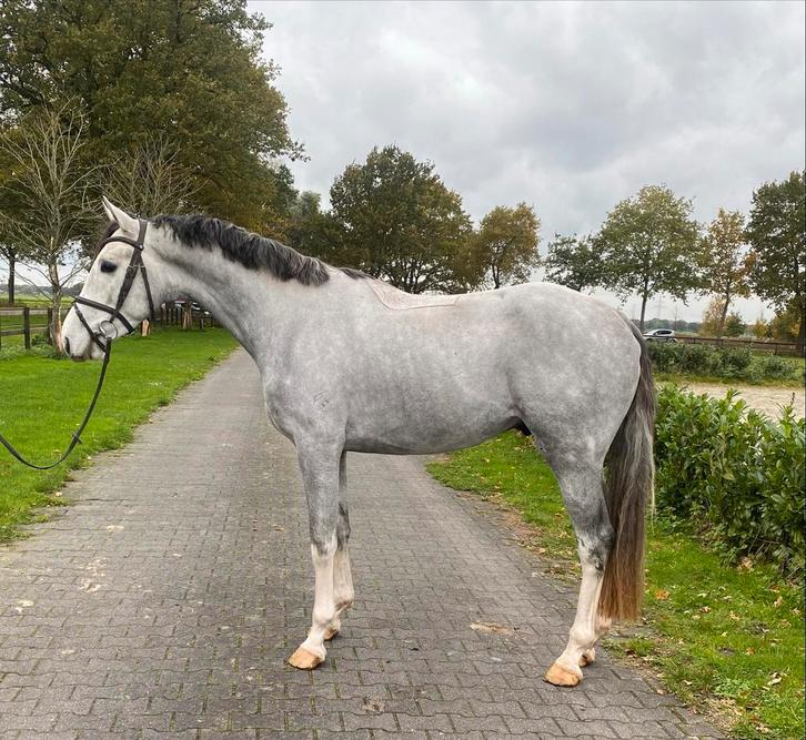 Te koop: Senna – veelbelovende jonge springhengst, Dieren en Toebehoren, Paarden, Hengst, Zadelmak, 165 tot 170 cm, 3 tot 6 jaar