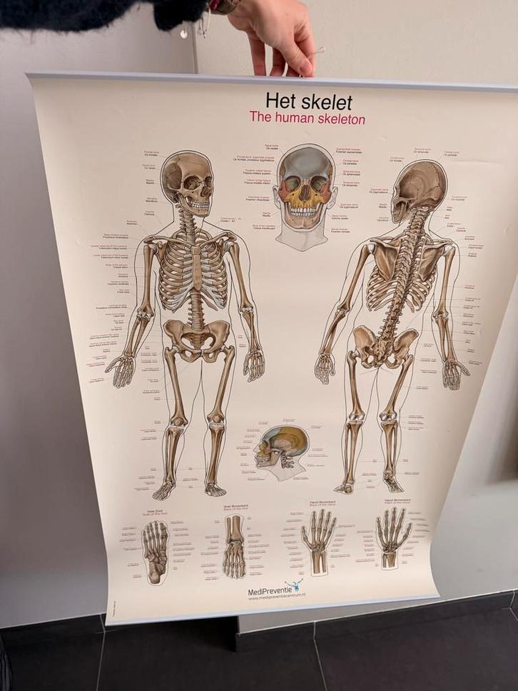 Anatomie Poster - Het Skelet, Antiek en Kunst, Antiek | Schoolplaten, Natuur en Biologie, Ophalen