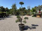 Pinus sylvestris bonsai te koop!!, Bloeit niet, 100 tot 250 cm, Volle zon, In pot