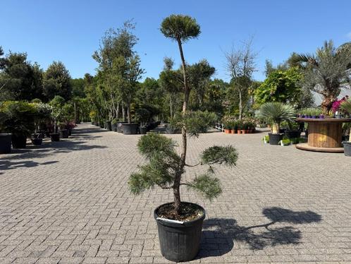 Pinus sylvestris bonsai te koop!!, Tuin en Terras, Planten | Bomen, Overige soorten, 100 tot 250 cm, Volle zon, Bloeit niet, In pot