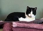 GEZOCHT tuxedo (zwart wit) kitten/katertje., Kater
