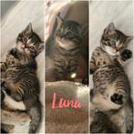 Laatste Britse korthaar kitten nog beschikbaar 🥰❤️, Dieren en Toebehoren, Katten en Kittens | Raskatten | Korthaar, Meerdere dieren