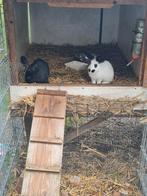 2 voedsters en 7 rammen zoeken huisje!!!, Dieren en Toebehoren, Konijnen, Meerdere dieren, Groot, 0 tot 2 jaar