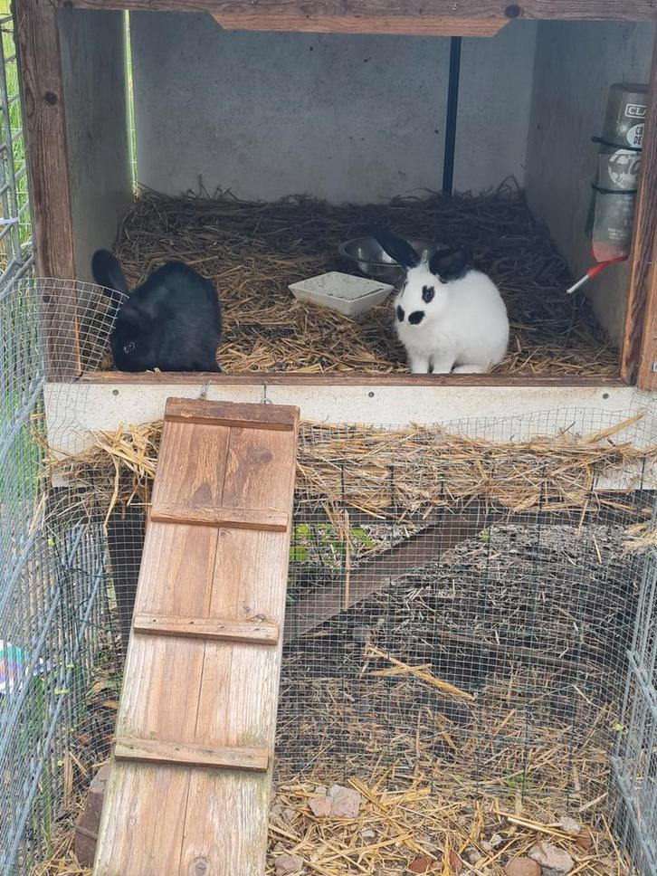 2 voedsters en 7 rammen zoeken huisje!!!, Dieren en Toebehoren, Konijnen, Groot, Meerdere dieren, 0 tot 2 jaar