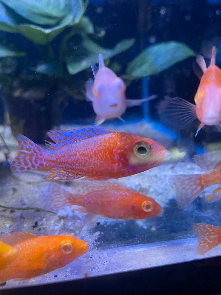 Aulonocara Dragonblood, Dieren en Toebehoren, Vissen | Aquariumvissen, Vis