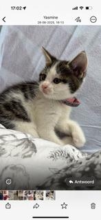 Kitten, Dieren en Toebehoren