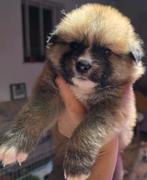 Puppy puppy’s, Teef, Meerdere, Nederland, Particulier