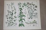 Antieke botansiche kleurensteendruk - Oa. Vlas - 1862 !!, Ophalen of Verzenden