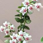 Hoya chinghungensis 1, Overige soorten, In pot, Minder dan 100 cm, Bloeiende kamerplant