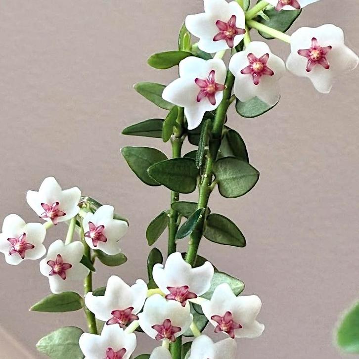 Hoya chinghungensis 1, Huis en Inrichting, Kamerplanten, Overige soorten, Minder dan 100 cm, Bloeiende kamerplant, Halfschaduw