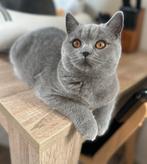 Britse korthaar te koop., Dieren en Toebehoren, Poes, Gechipt, 0 tot 2 jaar