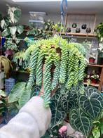 Sedum burrito bladstekjes, Ophalen of Verzenden, Halfschaduw, Minder dan 100 cm