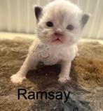 Huiselijke ragdoll kittens met stamboom. Choc & cin drager, Dieren en Toebehoren, Katten en Kittens | Raskatten | Langhaar, Meerdere dieren