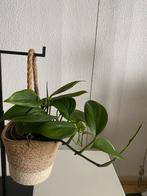 Philodendron Monstera Friedrichsthalii. Foto #2- Moederplant, In pot, Minder dan 100 cm, Groene kamerplant, Halfschaduw