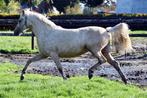 Prachtige palomino merrie welsh wpbr 2,5 jr., Dieren en Toebehoren, Pony's, Merrie, Gechipt, 3 tot 6 jaar, Onbeleerd
