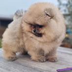 Pomeranian Pomeriaan pups, Dieren en Toebehoren, Keeshond, Reu, 8 tot 15 weken, Parvo