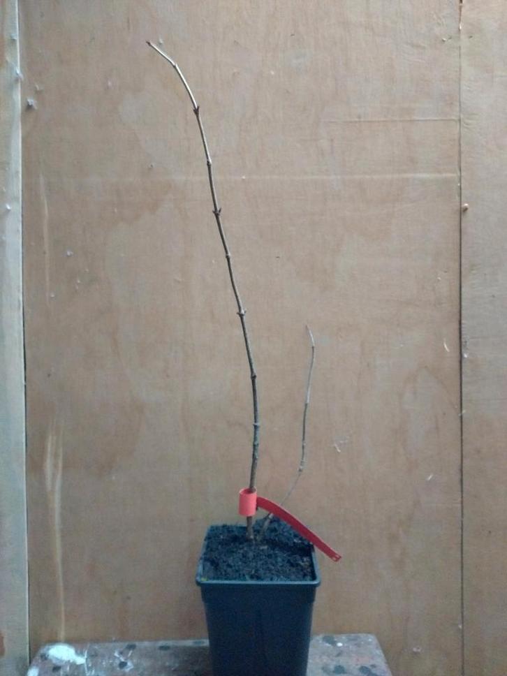 Sambucus Nigra 'Korsor' - Vlierbes, Tuin en Terras, Planten | Bomen, Overige soorten, 100 tot 250 cm, Halfschaduw, Lente, In pot