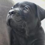 Prachtige stamboom Cane Corso puppies, Dieren en Toebehoren, Fokker | Hobbymatig, Rabiës (hondsdolheid), 15 weken tot 1 jaar, Overige rassen