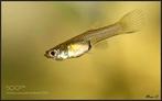 Gratis Guppies, Dieren en Toebehoren, Vissen | Aquariumvissen, Vis