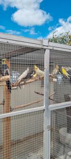 Valkparkieten, Dieren en Toebehoren, Meerdere dieren, Parkiet