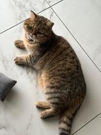 Brits korthaar poes, Dieren en Toebehoren, Katten en Kittens | Raskatten | Korthaar, 3 tot 5 jaar